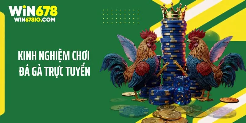 Kinh Nghiệm Chơi Đá Gà Trực Tuyến Nhanh Thắng Tại WIN678 Kinh Nghiệm Chơi Đá Gà Trực Tuyến Nhanh Thắng Tại WIN678