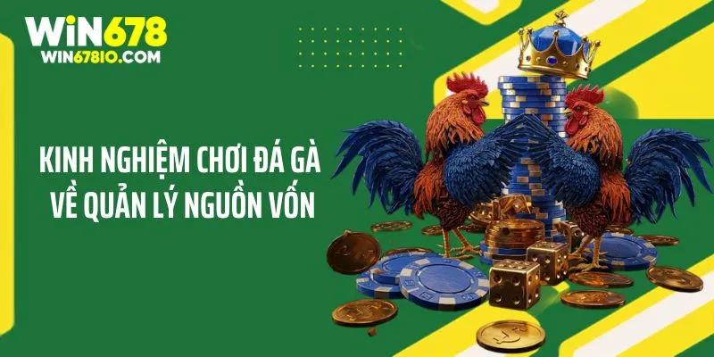Kinh Nghiệm Chơi Đá Gà Trực Tuyến Nhanh Thắng Tại WIN678 Kinh nghiệm chơi đá gà trong quản lý nguồn vốn