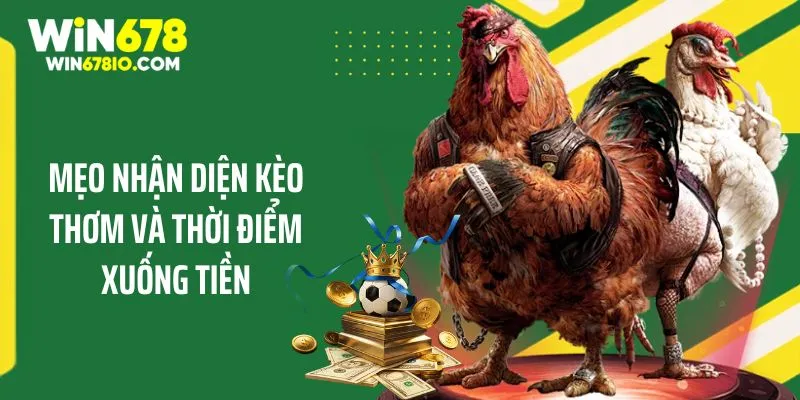 Kinh Nghiệm Chơi Đá Gà Trực Tuyến Nhanh Thắng Tại WIN678 Mẹo nhận diện kèo thơm và thời điểm xuống tiền